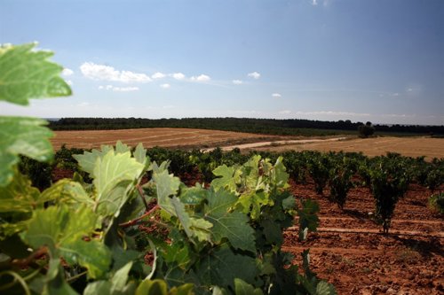 Bodegas Matasnos