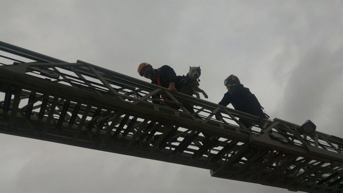 Actividad formativa con guías caninos