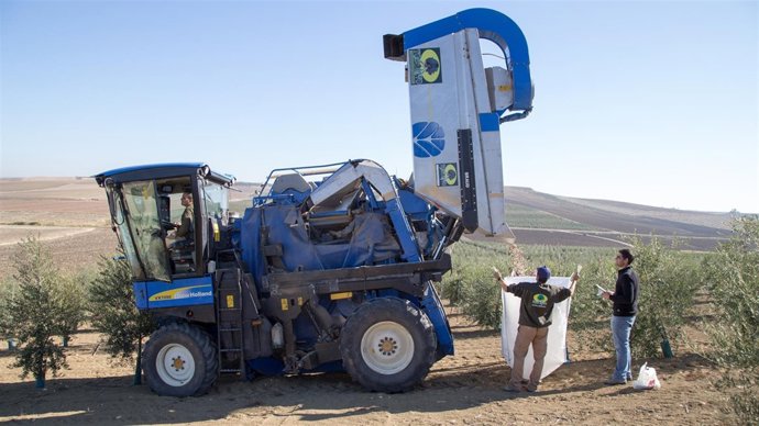 Empleados de Todolivo recogen las aceitunas recolectadas por la cosechadora