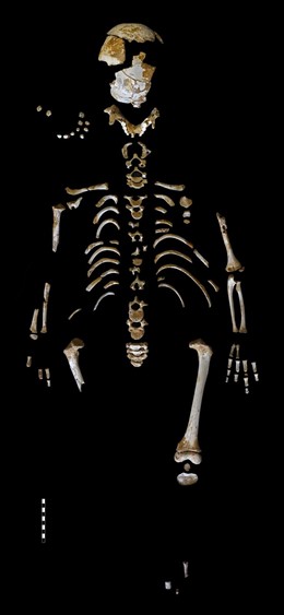 Esqueleto de niño neandertal de 7 años, encontrado en El Sidrón (Asturias)