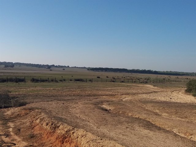 Reserva natural de la Dehesa de Abajo, cerca de Doñana, en sequía