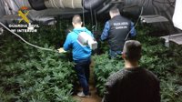 Sucesos.- Desmantelada una plantación de 300 plantas de marihuana en el sótano de una vivienda en Riba-roja