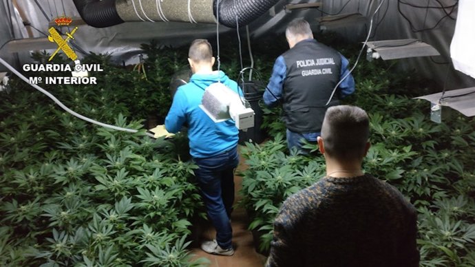 Droga intervenida en marihuana