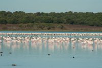 Turismo.- La Dehesa de Abajo espera más de 3.000 ornitólogos para la V Feria de las Aves de Doñana