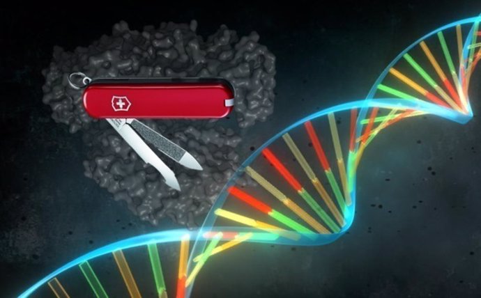 En-busca-de-la-navaja-suiza-de-CRISPR_