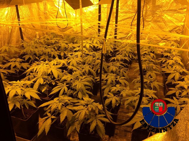 Urnietako pabiloi batean aurkituriko marihuana plantazioaren irudia