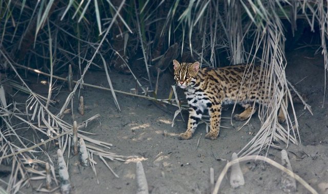 Gato leopardo