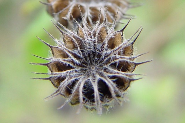 Abutilon theophrasti, planta invasora procedente de China