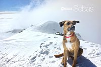 La protectora 'El Refugio' presenta su calendario solidario para 2018 de perros y gatos rescatados de la calle