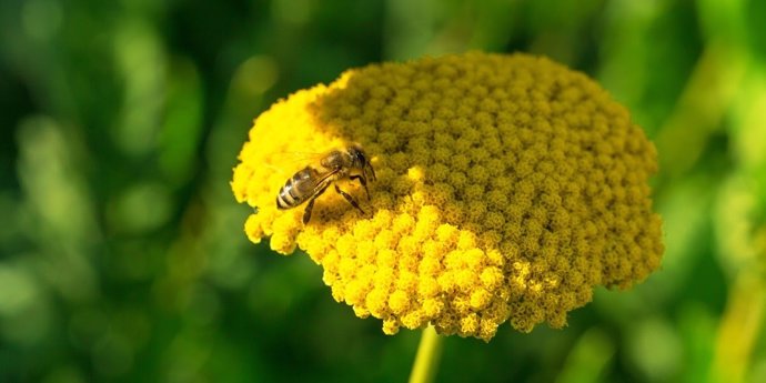 La Comisión para salvar a las abejas pide la prohibición total de neonicotinoide