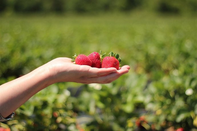 El cultivo de fresas sobre fibra de coco mejora calidad y crecimiento del fruto