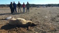 Un ganadero denuncia la muerte de setenta ovejas envenenadas en Millana