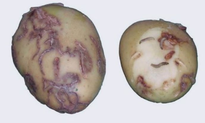 Patata afectada por la polilla guatemalteca.