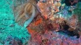 Puesta de calamar y algas rojas calcáreas con maërl al fondo