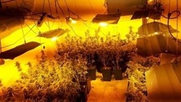 Plantas de marihuana decomisadas en un inmueble de Nou Barris