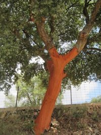 PP-A pide en el Parlamento a la Junta medidas para luchar contra la pérdida de encina en la dehesa