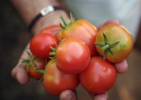 Pan de payés y tomates de 'ramellet', los productos baleares más consumidos por familias mallorquinas con hijos