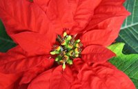 ¿Conoces el origen de la Flor de Navidad?