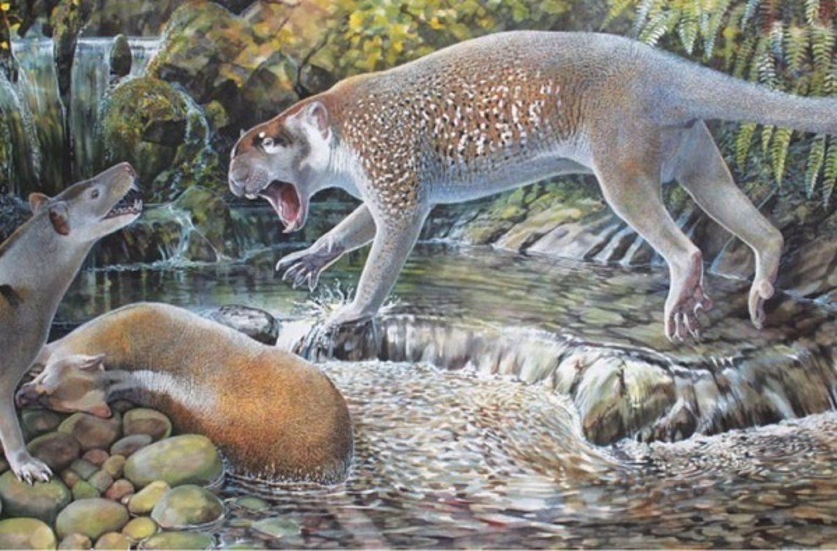 Nueva especie de león marsupial extinto de hace 20 millones de años