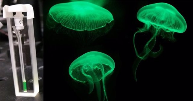 Proteínas fluorescentes verdes generan bioluminiscencia en las medusas