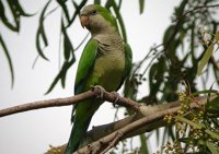 El Ayuntamiento planea para 2018 un plan para disminuir las cotorras y estudia la esterilización y la supresión de nidos