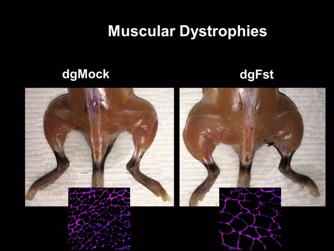 Imagen anterior y posterior de un ensayo en ratón con atrofia muscular