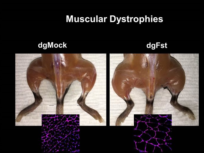 Imatge anterior i posterior d'un assaig en ratolí amb atròfia muscular