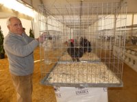Abre al público la 'Feria de la Gallina Utrerana', que incorpora ejemplares de una variedad recuperada