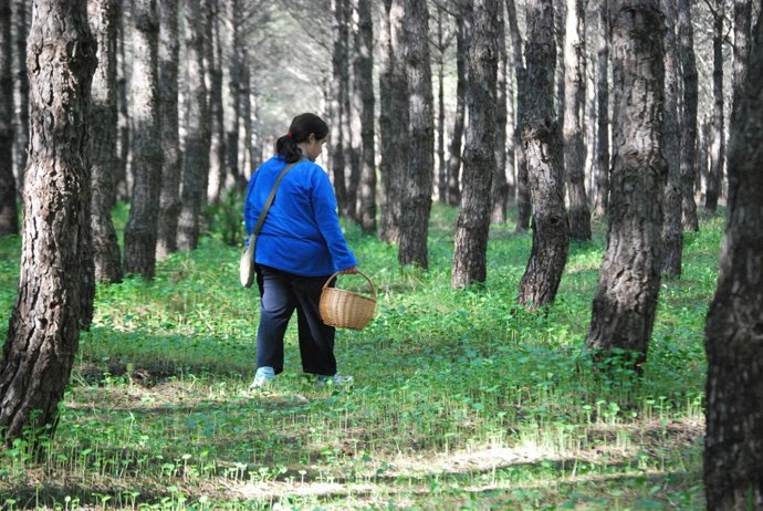 Recolección de setas en los pinares de Hinojos. 