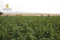 Incautados unos 2.600 kilos de marihuana y 17 detenidos en una operación en Sevilla y Cádiz