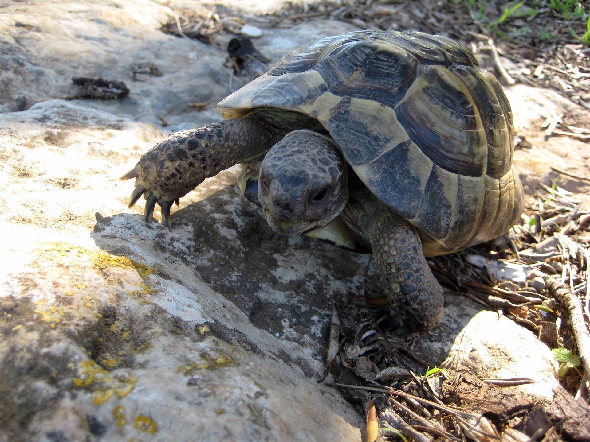 Nacen en Ibiza las primeras crías de tortuga mediterránea en cautividad, según destaca el Govern