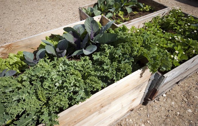 Huerto, huerta, cultivar salud