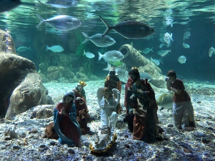 Belén Marino sea life benalmádena navidad agua rayas tiburón