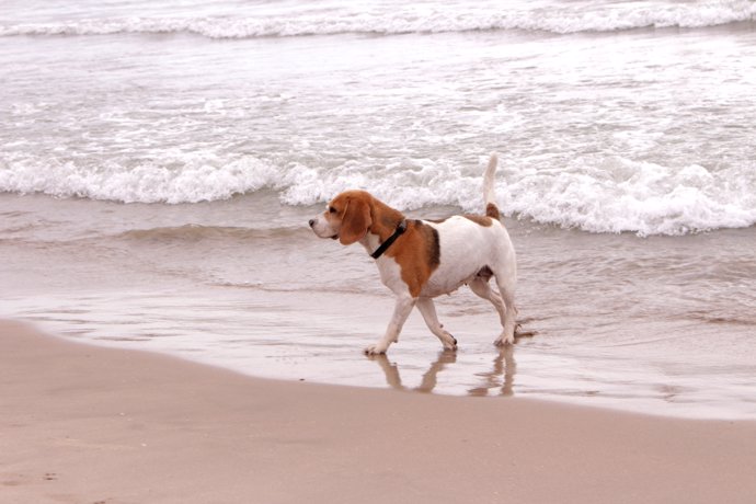 Un perro en la playa de Pinedo de València habilitada para estos animales 
