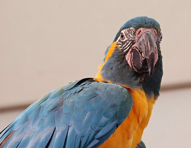Sanción de 12.000 euros a una mujer por tener irregularmente aves exóticas protegidas en un agroturismo