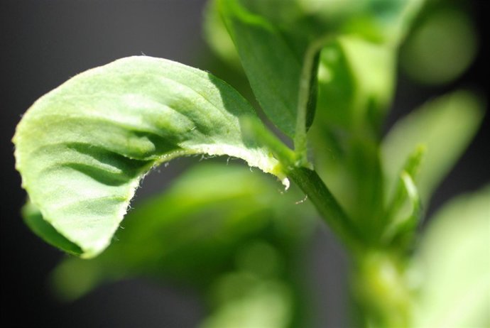 Las virosis de la alfalfa, objeto de una investigación multidisciplinar.