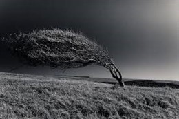 Imagen de un árbol afectado por las fuertes rachas de viento