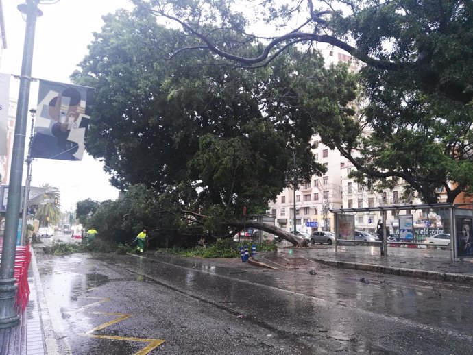 Ficus caído viento ciclogénesis Alameda Principal Málaga capital árbol