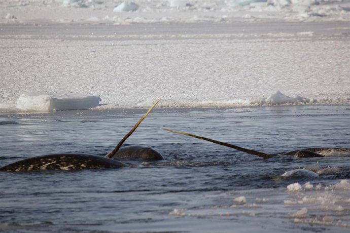Narwhals, narvales salvajes del Ártico