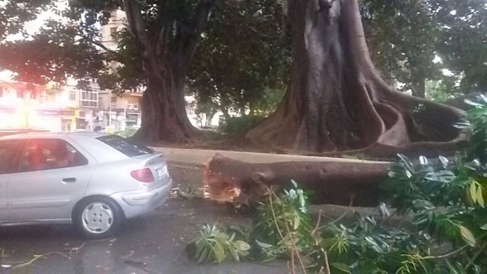 Rama Ficus caído árbol junto civil coche tráfico lluvia temporal borrasca viento