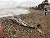 Aparece una ballena calderón muerta y varada en la orilla de la playa de La Azohía por el temporal