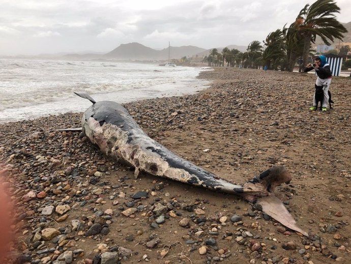 Imagen de la ballena encontrada vallada en La Azohía por temporal