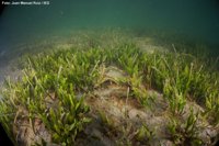 Investigador IEO asegura que el Mar Menor sigue sin estar en buenas condiciones y lamenta que haya pasado a 2º plano