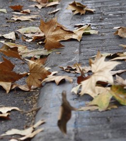 Recursos de viento, temporal, hojas, otoño