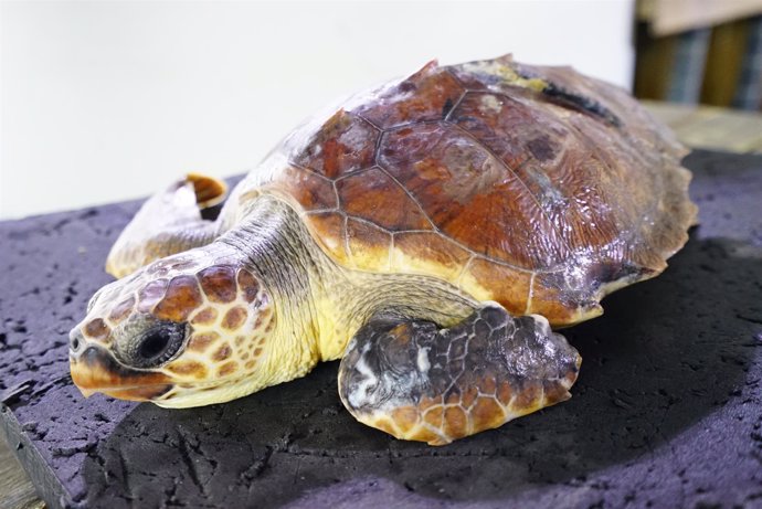 Una tortuga rescatada en San Javier se recupera Oceanogràfic València          