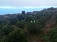 Detenidos cuatro hombres por el robo de 12.000 kilos de aguacates en fincas de La Matanza