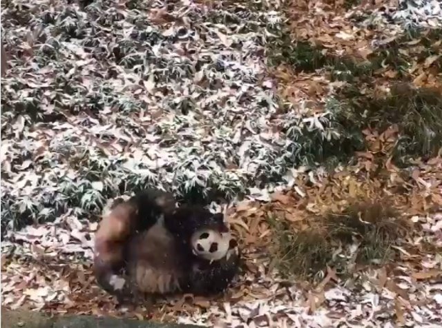 Oso panda rueda en el Smitsonian National Zoo de Washington