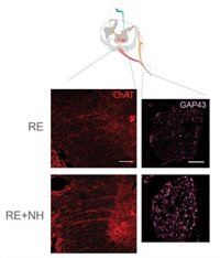 Investigadores de la UAB describen un fármaco que regenera las neuronas tras una lesión