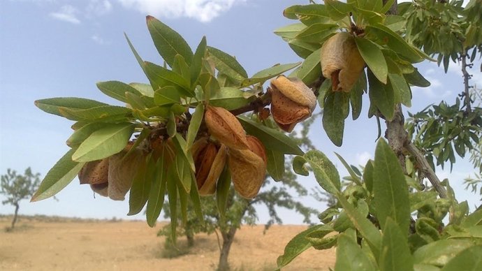 Almendras