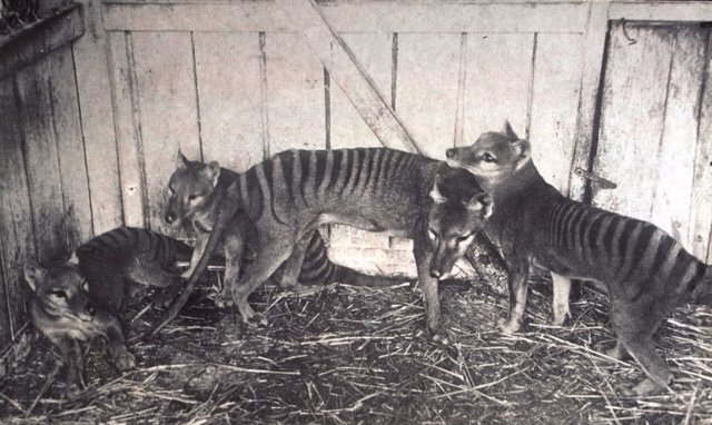 Los últimos tigres de Tasmania en cautividad